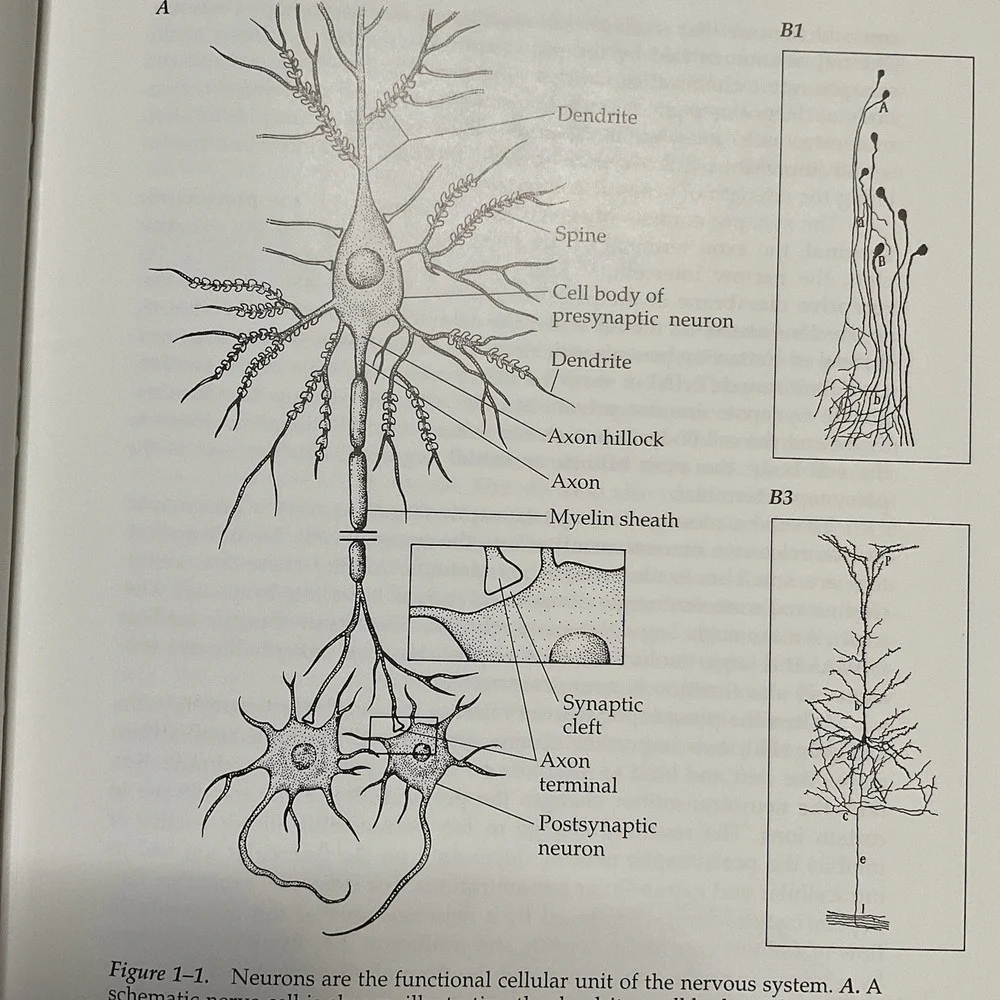 Neuroanatomy‎ Atlas John H. Martin Text And Atlas Second Edition